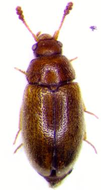 Pseudotriphyllus colchicus