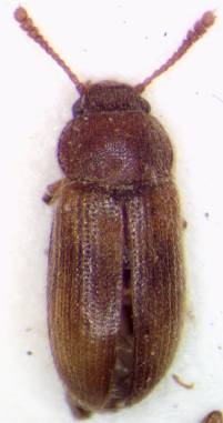 Typhaeola adamaouensis